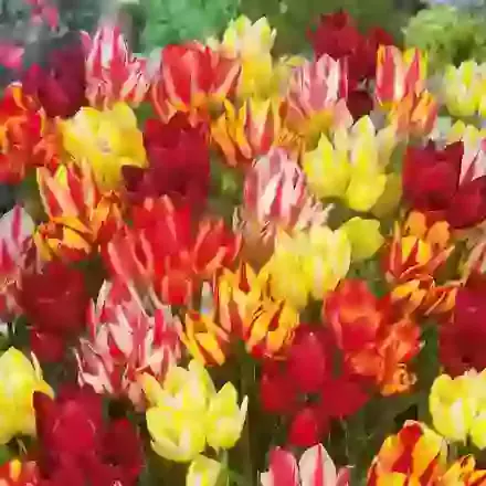 Multiflowering Mix